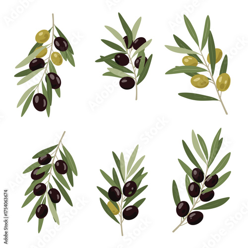 A collection of six illustrations of olive branches with black and green olives.