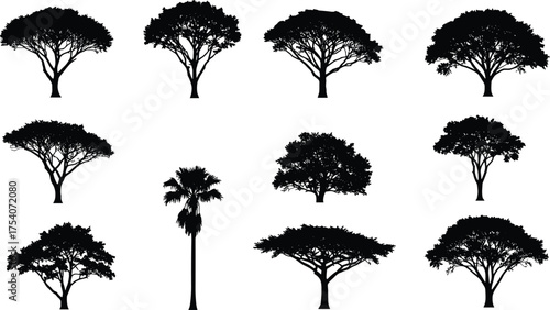 Collection of acacia and tropical tree silhouettes, black vector tree set for forest illustration, landscape design, nature and decoration