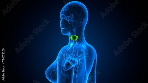 Human thyroid anatomy. 3d illustrations