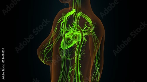 Human heart anatomy. 3d illustrations