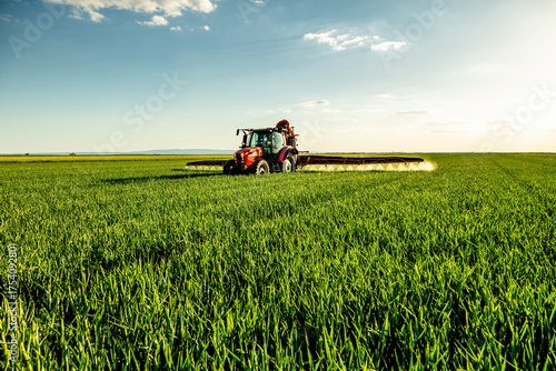 Tractor spraying pesticide in green wheat agricultural field at sunset