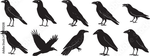 A Group of Black crow silhouette cawing vector illustration flat design