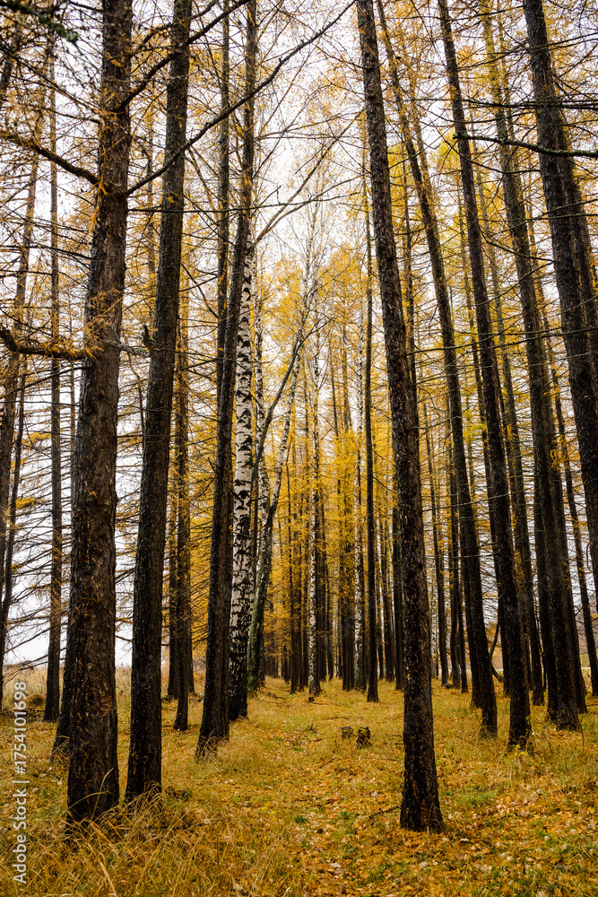 Fototapeta premium The beauty of an Autumn Forest Landscape captivates all, with tall trees and vibrant golden leaves creating a picturesque scene ideal for admiration and exploration in the enchanting fall season