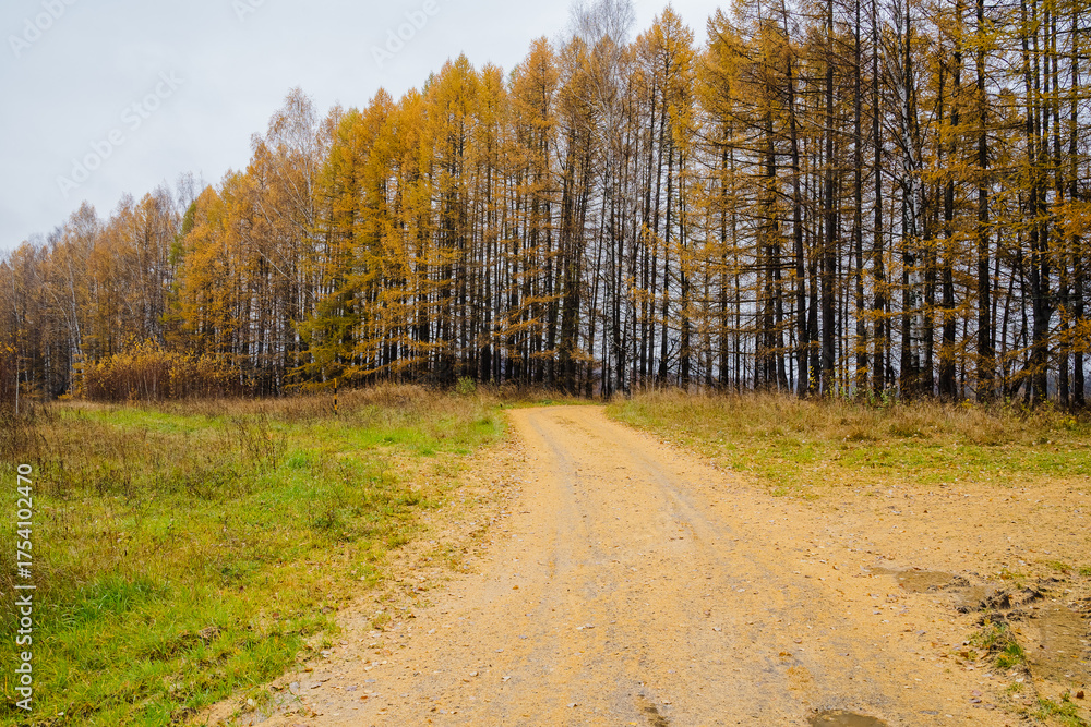 Fototapeta premium Explore a scenic autumn road that winds through a magnificent forest filled with stunning golden trees, inviting you to embark on a breathtaking adventure in the colorful countryside of nature