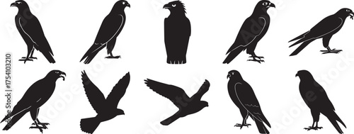 A group of Falcon bird silhouette vector, black and white silhouette vector illustration