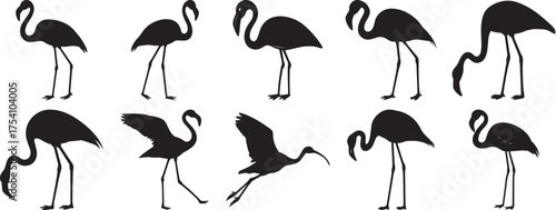 A group of Flamingo bird silhouette vector, black and white silhouette vector illustration