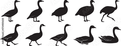 A group of Goose silhouette vector, black and white silhouette vector illustration