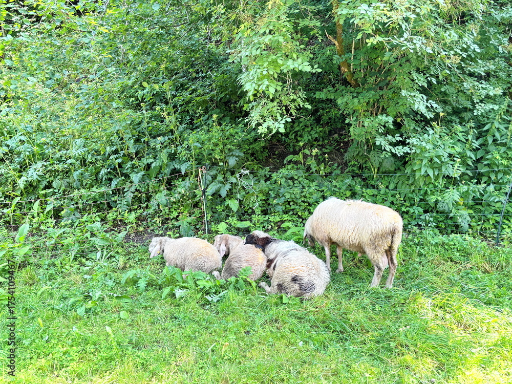 Fototapeta premium A small flock of sheep grazing and resting at the foot of the trees of the mountain forest without the care of local residents.