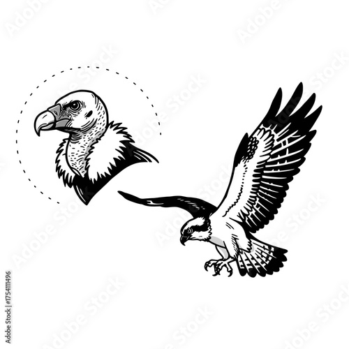 Detailed black and white illustrations featuring a majestic flying osprey alongside a stoic vulture head, rendered with intricate line art.