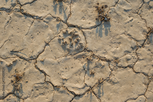 Dry Cracked Earth Texture Showing Severe Drought, Water Scarcity and climate change