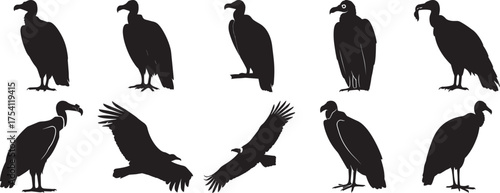 A group of Vulture silhouette vector, black and white silhouette vector illustration