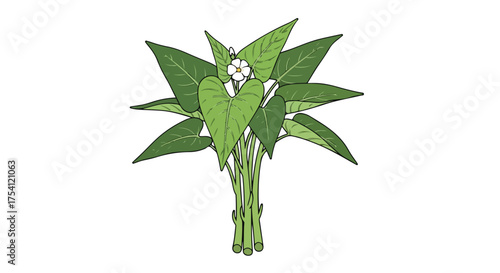 Botanical illustration of water spinach or morning glory, featuring vibrant green leaves and a delicate white flower against a stark white background