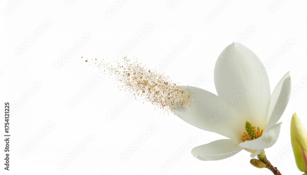 Obraz premium A pristine, white magnolia flower in full bloom, with one petal gently detaching and dissolving into a stream of golden particles. Isolated on a pure white background. Metaphorical, high detail,