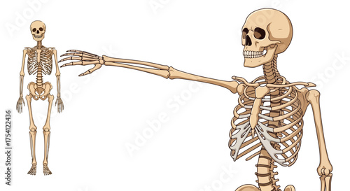 Anatomical study featuring two skeletons in contrasting perspectives against a stark white backdrop highlighting skeletal structures and educational