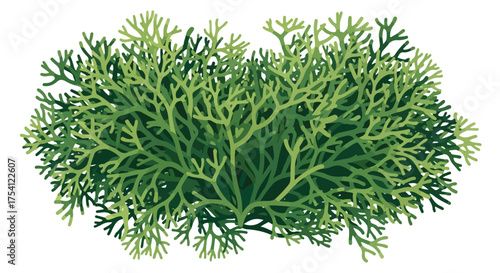 Stylized green bush with branching stems in shades of green against a white background illustration