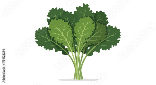Stylized vector illustration of lush green kale with detailed leaf veins presented on a clean white background for food or agriculture design