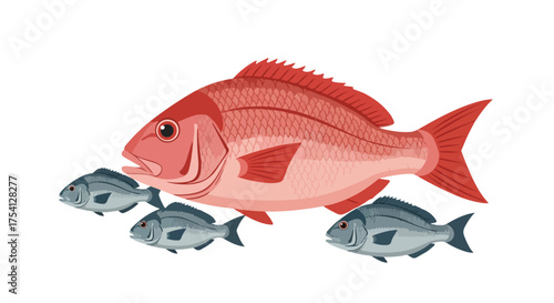 Illustration of a vibrant red snapper swimming alongside a school of smaller silver fish in an underwater scene