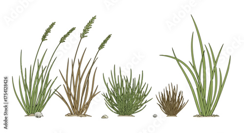 Line art rendition of various grasses, showcasing detailed botanical illustration for educational or creative projects with a natural aesthetic