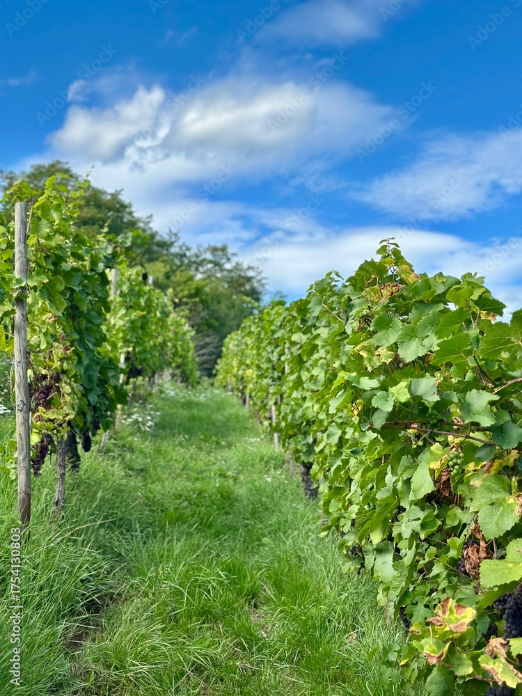 Fototapeta premium vineyard in france