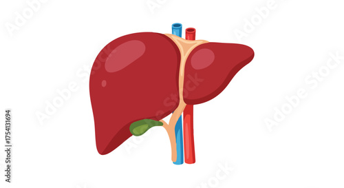 Illustrated liver anatomy, highlighting the lobes, vasculature, and gallbladder for medical education and diagrammatic representations