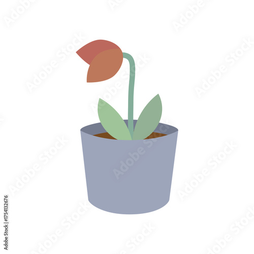 Dying dead tulip flower in pot. Nature, plant, growth, blossom, care concepts. Flat decorative vector design isolated illustration.