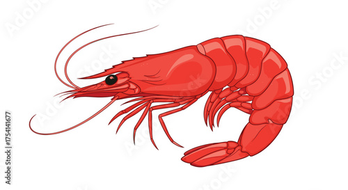 Illustration of a vibrant red shrimp with long antennae.