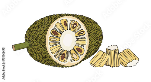Hand-drawn illustration depicting a whole jackfruit, a sliced jackfruit, and individual pieces, isolated on a white background showcasing its unique