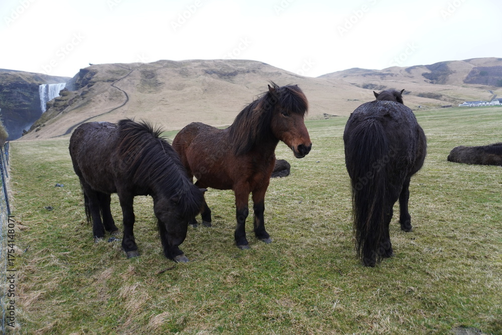 Fototapeta premium Cavalo Islandês Horse Icelandic horse