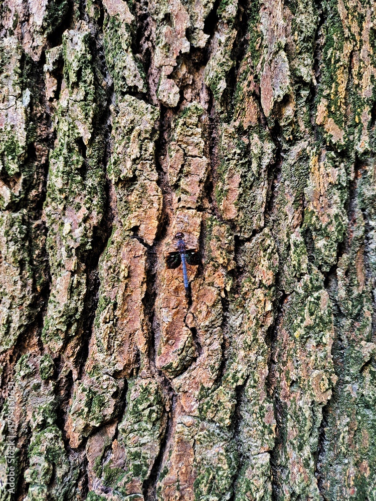 Fototapeta premium Natural organic background showcasing the rugged details of an old tree trunk