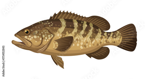 Detailed illustration of a fish showcasing its distinct coloration and anatomy rendered in a digital style, perfect for educational purposes