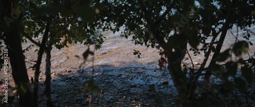 Shady view through trees of rocky shore and lake water