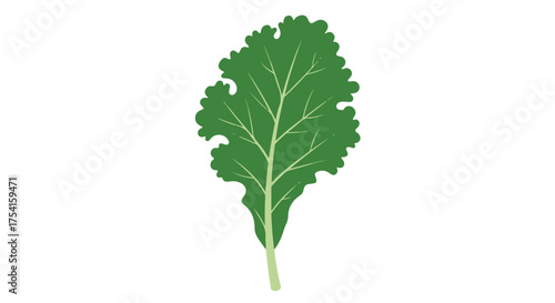 Isolated kale leaf illustration for healthy eating and vegan lifestyles design element, on white background minimalist isolated element concept