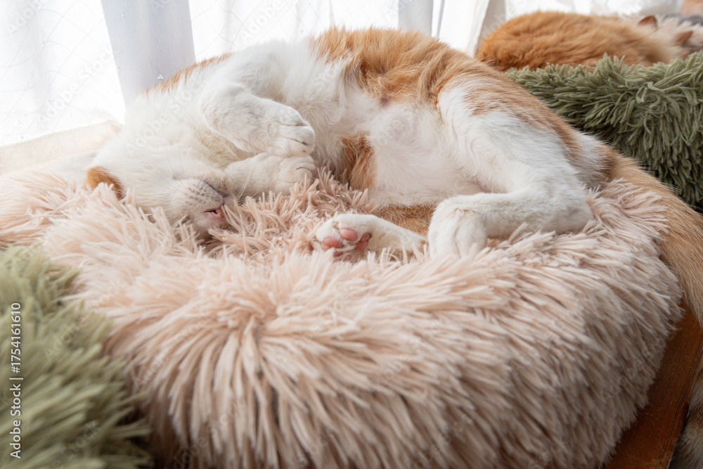 Obraz premium 窓辺で眠る可愛い猫 茶トラ白