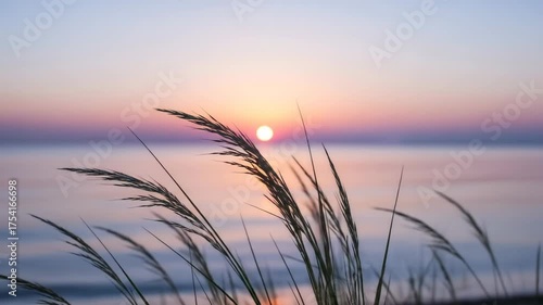 Grass silhouettes soft sunset, serene