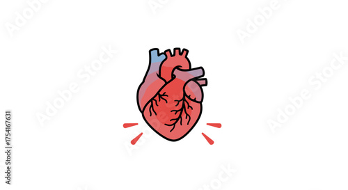 Detailed Vector Illustration of Human Heart Anatomy with Blood Vessels, Medical Heart Icon, Cardiovascular System Concept, Healthy Organ, Heartbeat Symbol in Red and Blue Gradient