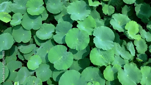 Lotus flowers and leaves in the spring pond
