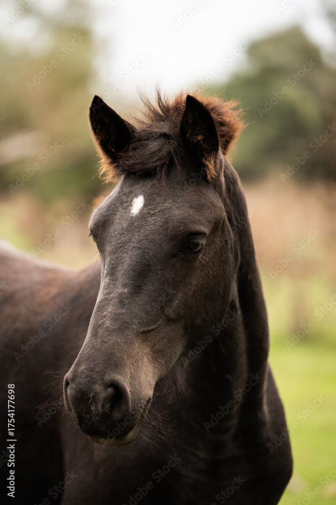 Obraz premium A majestic black wild horse in close-up, standing in an isolated plain surrounded by nature. Focus on its powerful presence and detailed features.