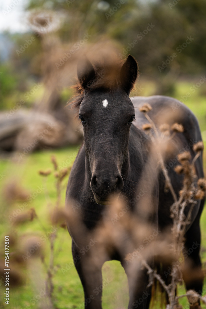 Fototapeta premium A majestic black wild horse in close-up, standing in an isolated plain surrounded by nature. Focus on its powerful presence and detailed features.