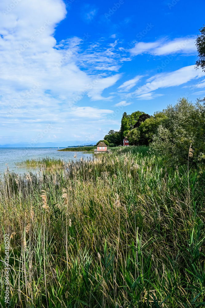 Fototapeta premium Güttingen, Bodensee, See, Seeufer, Uferweg, Ufer, Wasservögel, Schilf, Naturschutz, Wassersport, Seerundfahrt, Sommer, Ostschweiz, Thurgau, Schweiz