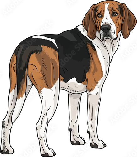 english foxhound dog standing looking back rear view illustration
