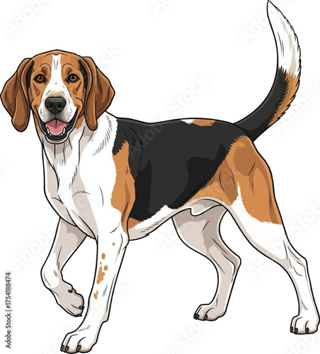english foxhound dog standing happy playful cute vector illustration