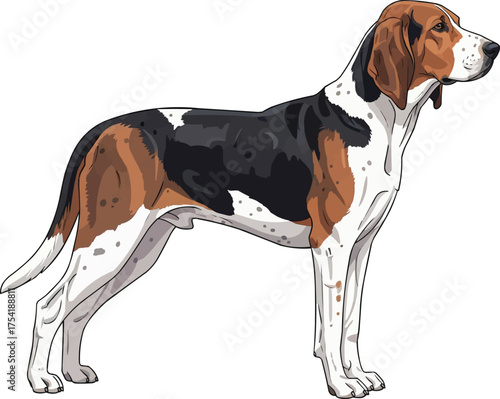 english foxhound dog standing side profile view vector illustration
