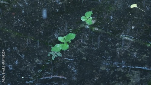 Plants in the pond on a rainy day