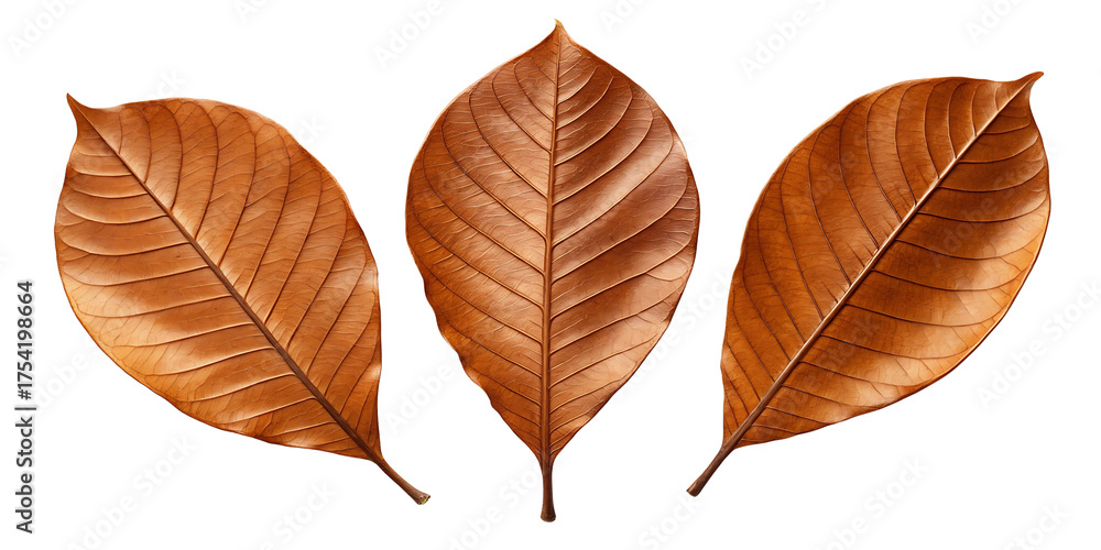 Fototapeta premium Three Isolated Dry Brown Leaves on Black Background Autumn Season Concept Still Life