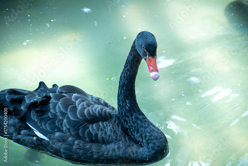 Black Swan