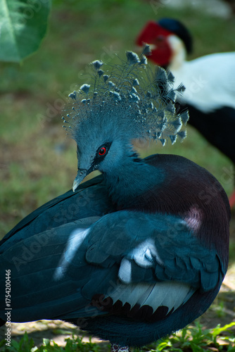 Victoria Crowned Pigeon