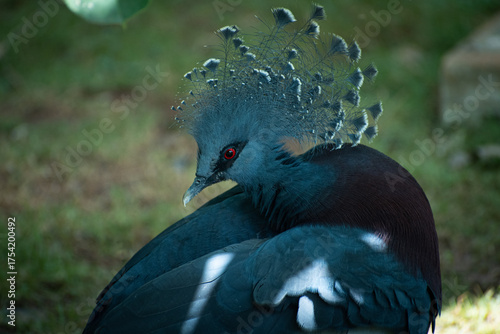 Victoria Crowned Pigeon