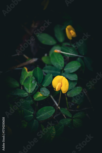 Yellow flowers