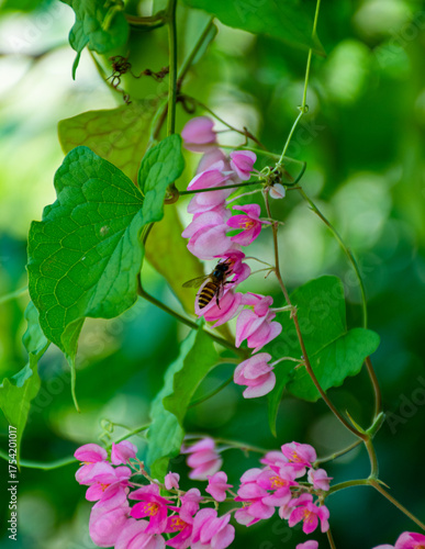 Pink flowers and a bees