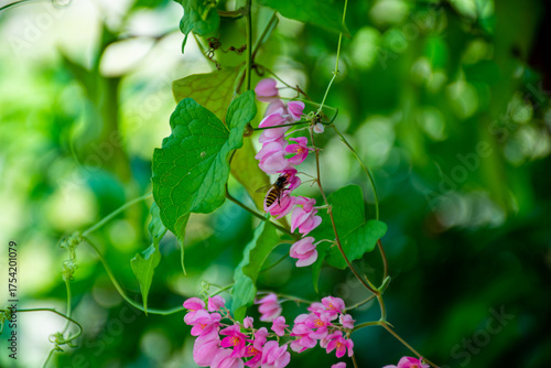 Pink flowers and a bees